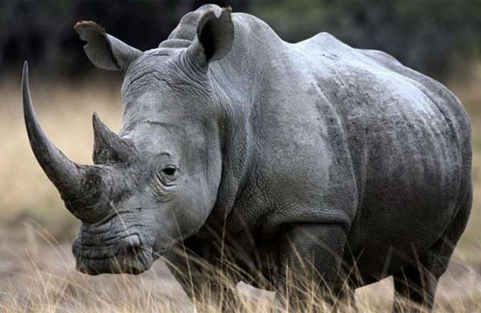 اللحظات الأخيرة في حياة ‘‘أنثى الخرتيت’’ العملاقة .. شاهد ‘‘وحيد القرن